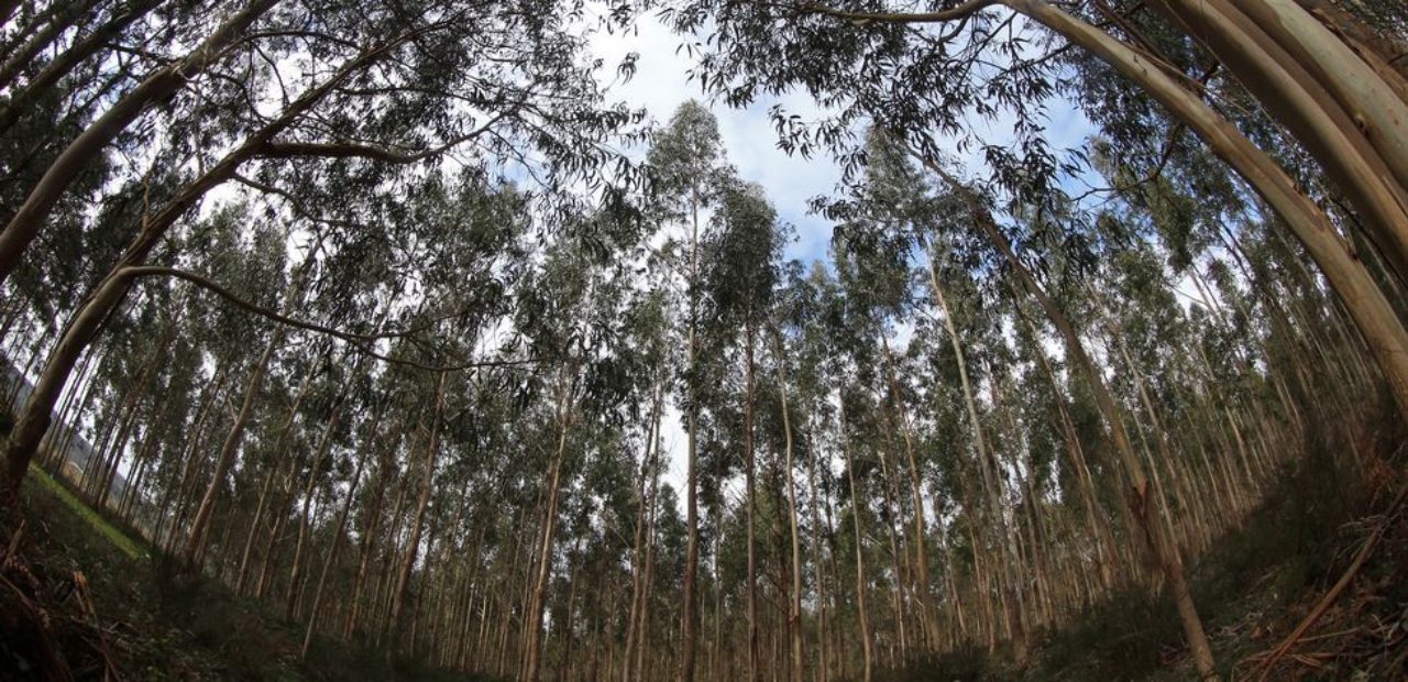 As plantacións de eucaliptos son un dos maiores perigos aos que se enfronta o megalitismo galego / inter.rev.foroactivo.com