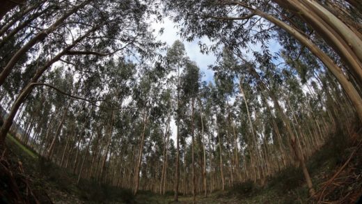 As plantacións de eucaliptos son un dos maiores perigos aos que se enfronta o megalitismo galego / inter.rev.foroactivo.com