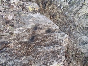 Petróglifo atopado na Fonsagrada, a case 1.000 metros de altitude / Xabier Moure