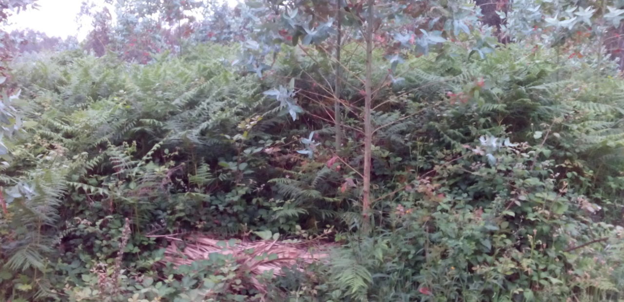 Os eucaliptos danan a mámoa 1 de Espadanido, no campo de mámoas das Campaniñas, en Ferrol